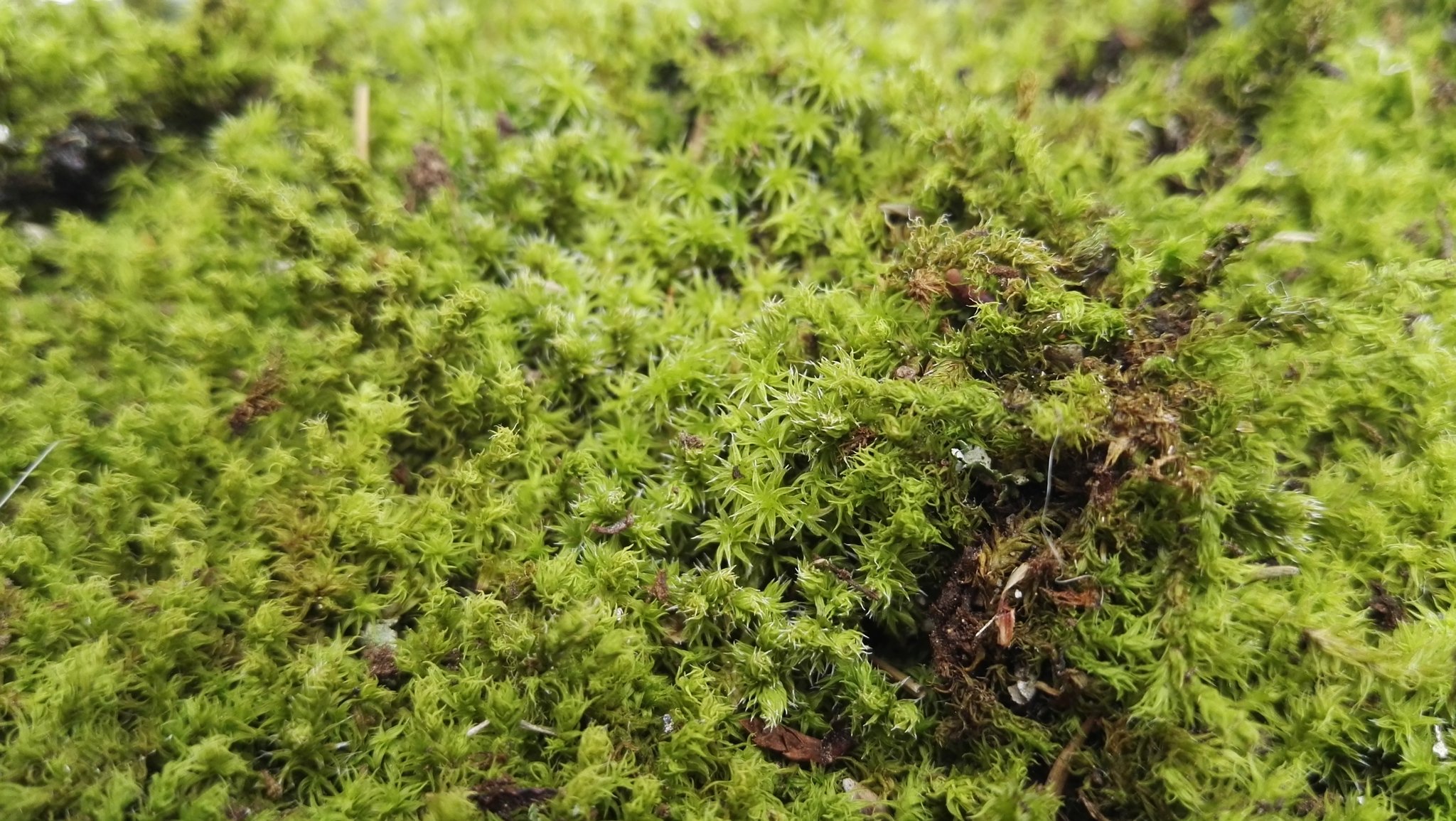 カメ緒 アクアリウム 新たに苔リウムを立ち上げるためにコケを採取してきました 前回はコツボゴケ一種類だけでしたが 今回はスナゴケとコスギゴケも採取出来たので 合計３種類でレイアウトしてみようと思います T Co Sjrg4zjiew Twitter