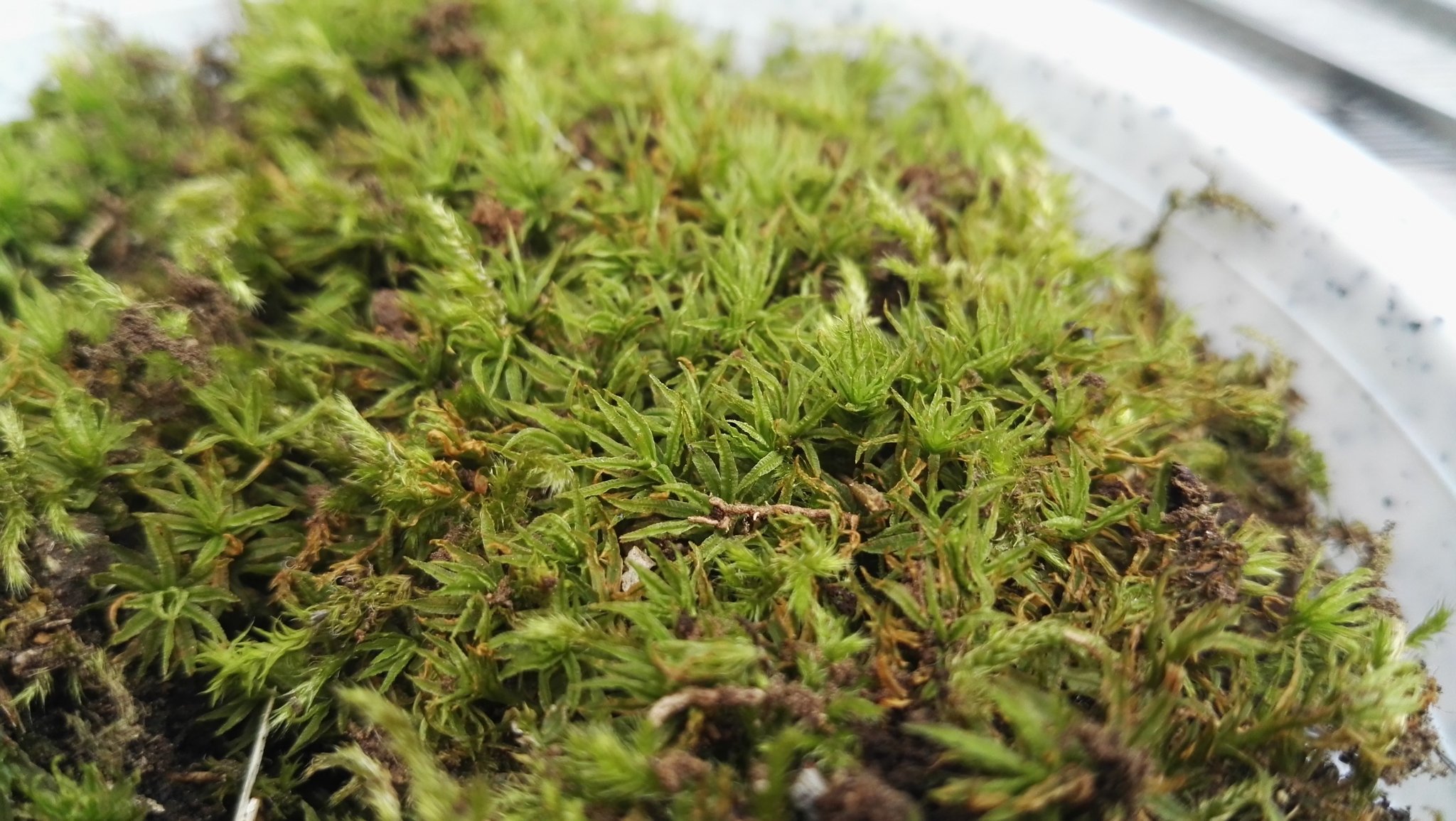 カメ緒 アクアリウム 新たに苔リウムを立ち上げるためにコケを採取してきました 前回はコツボゴケ一種類だけでしたが 今回はスナゴケとコスギゴケも採取出来たので 合計３種類でレイアウトしてみようと思います T Co Sjrg4zjiew Twitter