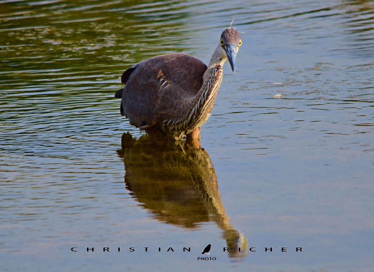 WindBandMaestro's tweet photo. #Streetphoto #tintin #gentleman #kindredsirit #nikonphoto #nikon #nikond5300  #birdwatching See my photo page at https://t.co/CMerkzAeku https://t.co/1kG24t9GUD
