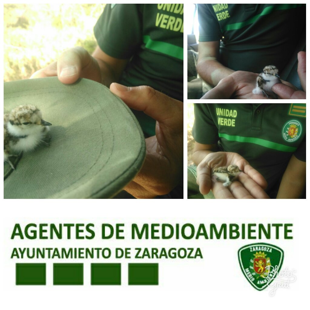 AF_UnidadVerde's tweet photo. Trabajador d Urbaser nos entrega pollo d #Chorlitejochico recogido en #CTRUZ @ZaragozaRecicla @PerezCarricerin nos ayuda en identificación https://t.co/hsZ1kD29qu