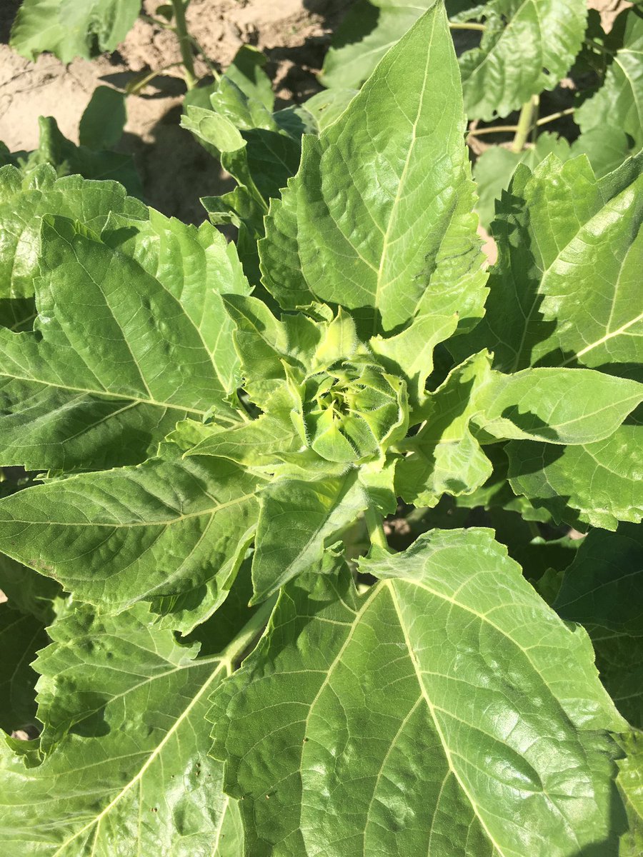 wayneplantation's tweet photo. Sunflowers are beginning to bud. They should be in bloom mid August! https://t.co/3V9Mxbed9B
