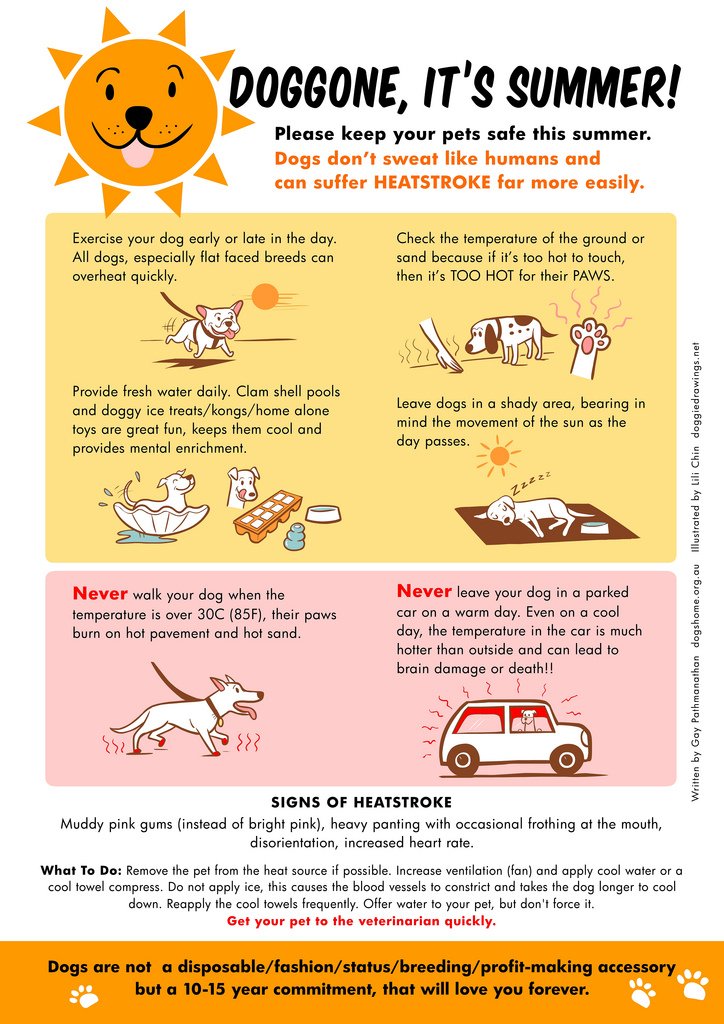 DallasEMCR's tweet image. Pets are just as affected by heat has humans. Make sure you keep your pets safe in the hot summer months.