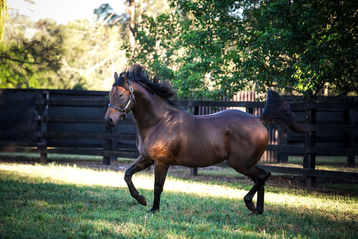 CoolmoreAus's tweet photo. 1st foals by #PrideOfDubai have arrived! Born at Coolmore, the Isstoora filly, "an absolute belter" as described by Stud Manager, Jim Carey. https://t.co/s8BcB0rsPA
