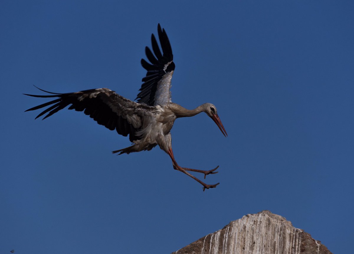 Watching storks in Rabat ...