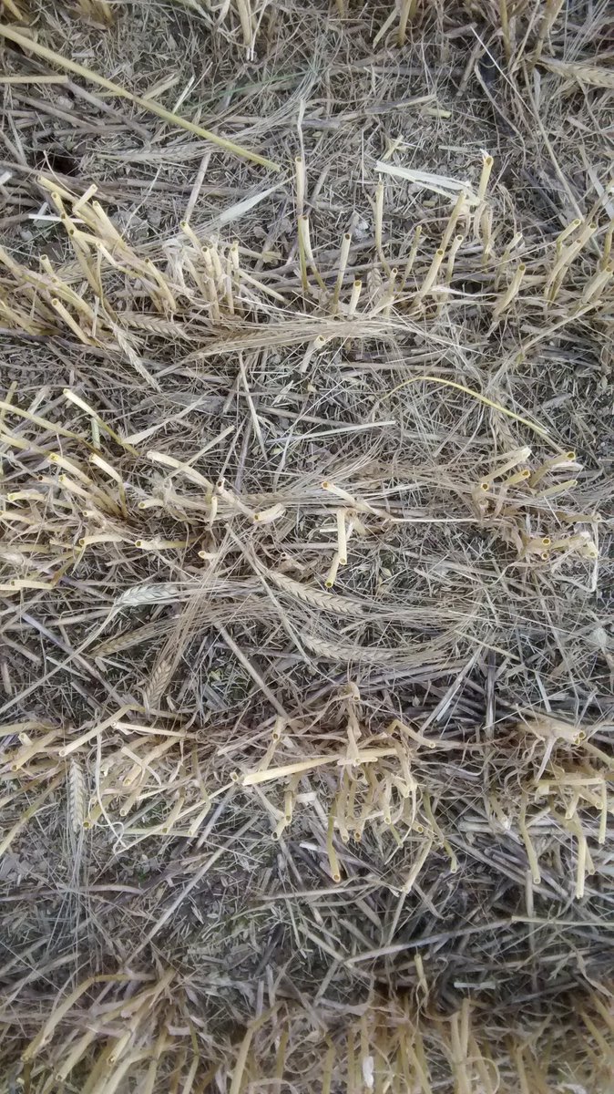 philsi60's tweet photo. Despite cutting Propino on 26 July still the floor is lettered with broken necked barley. Anyone else had this?#notinthebarn https://t.co/KdtiobGL4c