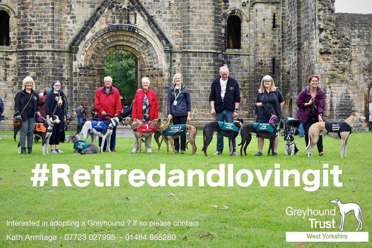 Some of our Retired and Lovig it Hounds from our meet and greet at Kirkstall Abbey last Sunday #retiredandlovingit #greyhoundtrust