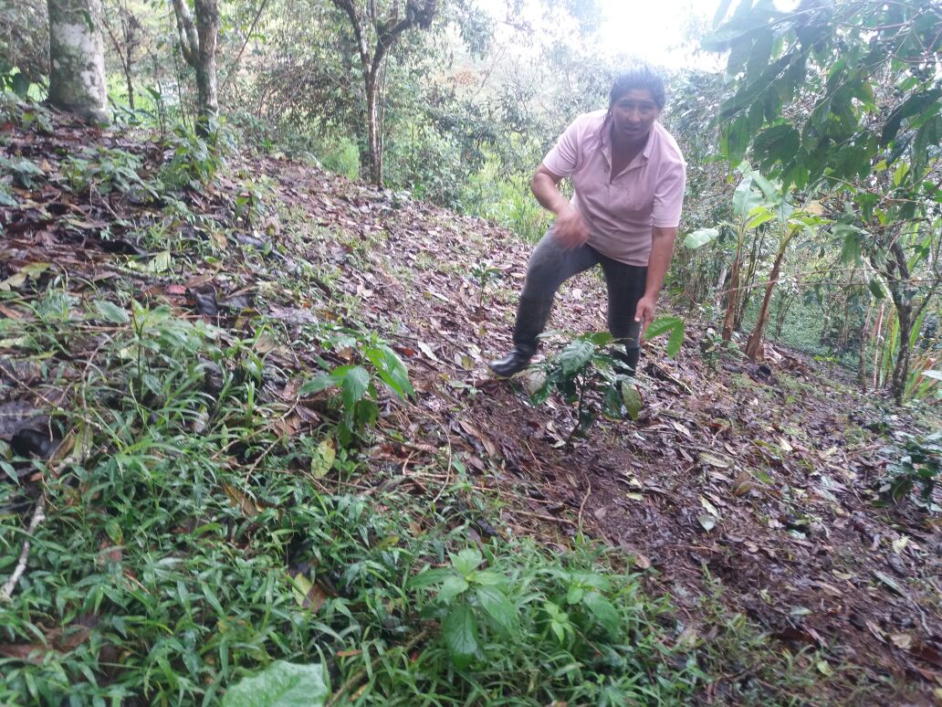 Pato_Benalcazar's tweet photo. #InfoMAG| Asistencia técnica en control de enfermedades y fertilización de plantas de café con la productora #MadyTapia, #Tapala #Palanda https://t.co/Dh9NIdAhhu