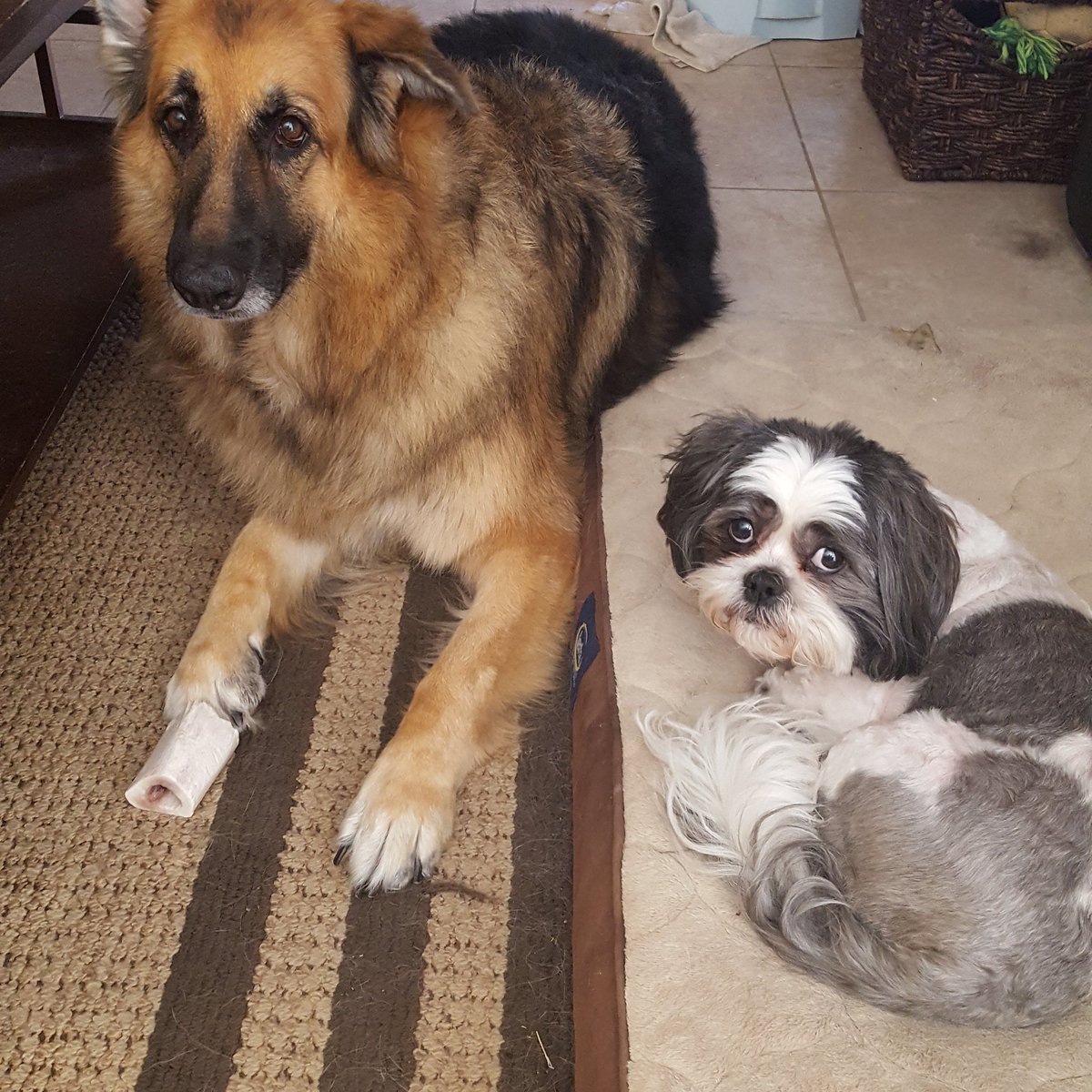 triplesstrainer's tweet image. Getting the pups all groomed up. Now we are ready for the Miller lite tap the future judges.

#tapthefuture #over21 #triplesstrainer