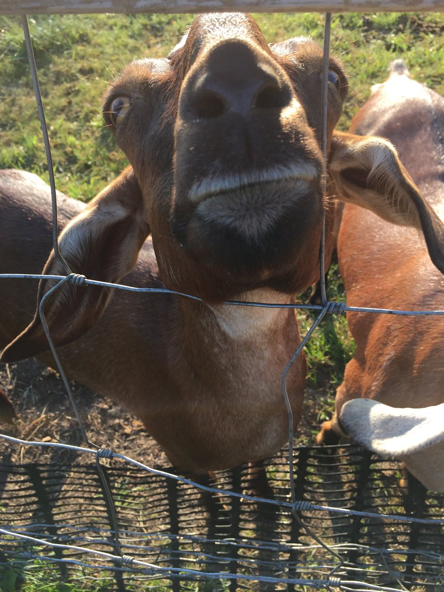 FenezFollies's tweet photo. You’d swear she has a milk moustache... #goofygoats https://t.co/2e3Fkkc4V1