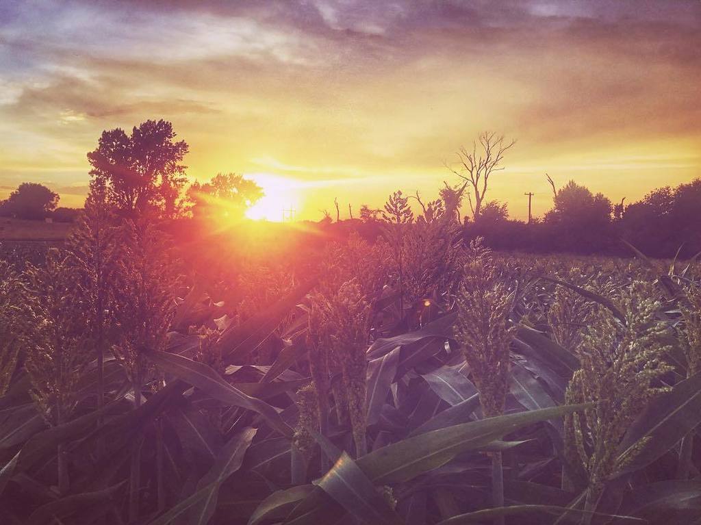 PrairieCA's tweet photo. North Dakota #sunsets and our yard #sorghum that has put er into high gear! I love where we live! ❤️ #home #frommy… https://t.co/TqvF9MlyNG https://t.co/qpFlgWQ5G9