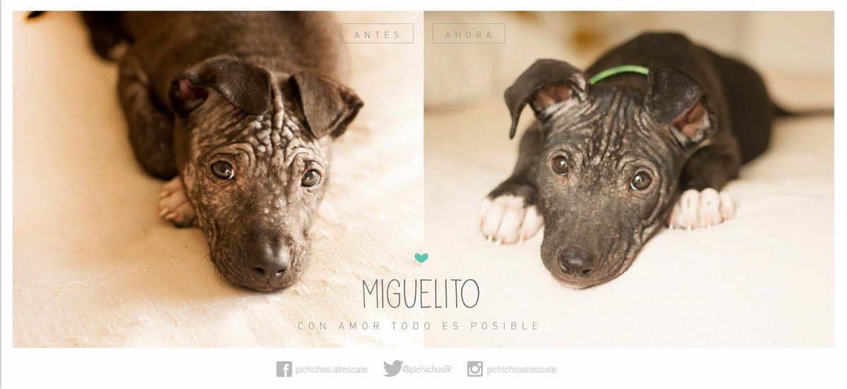 Miguelito tiene 4 meses aprox. Es muy franela y ya se curó de la sarna 🤗 Su historia bit.ly/2hioYgb 💌
pichichosalrescate@gmail.com