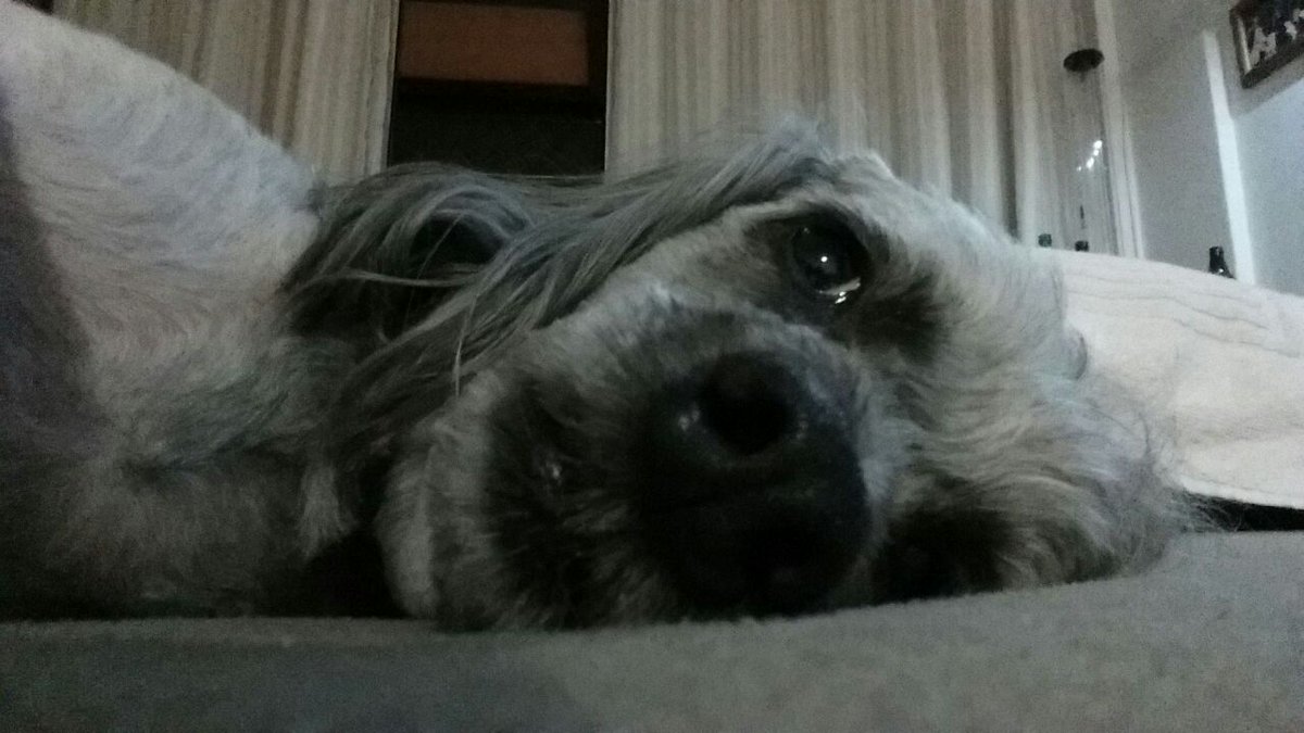 Tieta passando pra dizer que #BetaQuerLab 
🐶