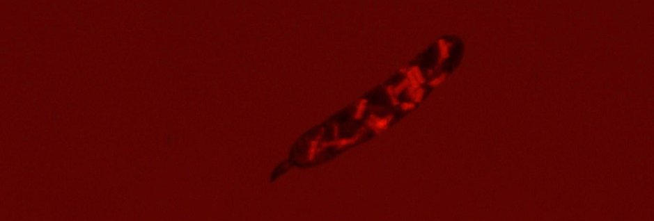 challengersoc's tweet photo. #Microplastics found in small marine inverts (copepods) and their faeces! New BLOG. https://t.co/RB55iYXHMu @SciMatty @Rachel_Coppock #ocean https://t.co/baqqamcGHP