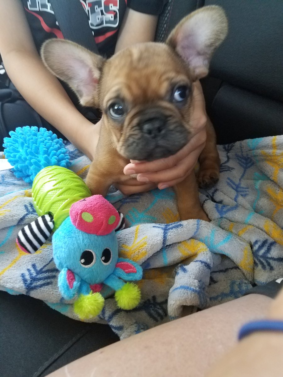 rmthomps's tweet photo. Collin named our puppy Whit after his favorite Royal @WhitMerrifield. He gave him a ball at a stormchasers game and has been a fan since😀 https://t.co/0Ne4BIF6TH