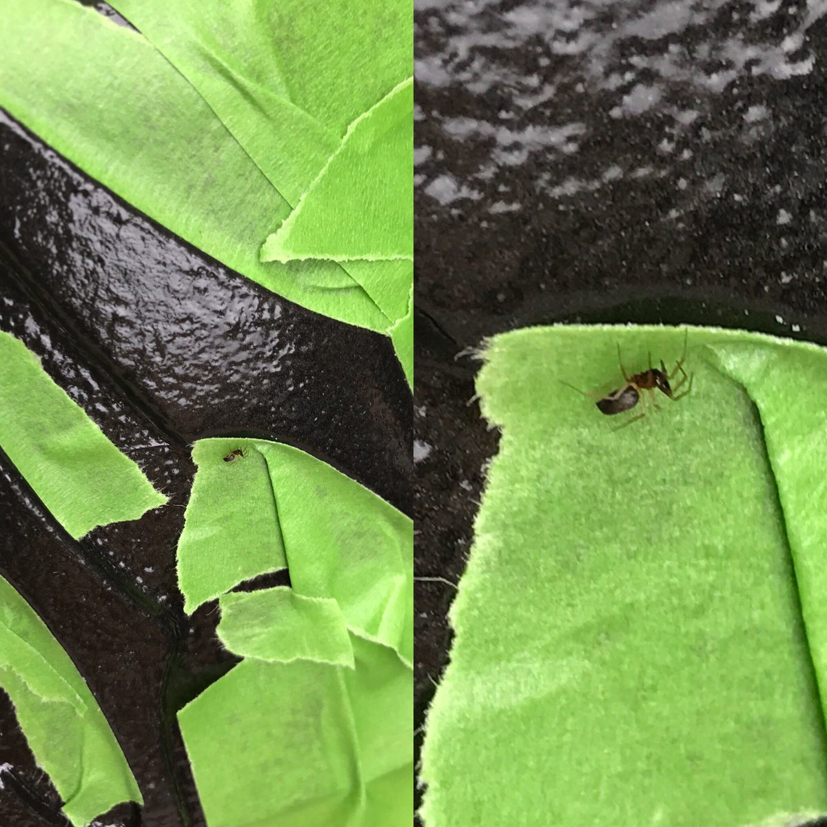 I was prepping my <a href="/SpyderCompound/">Poison Spyder</a> cover for paint when a little poison fan boy showed up to check out the work. #timingiseverthing