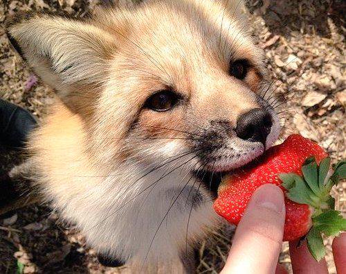 gifsderaposinha's tweet photo. 🍓💘 https://t.co/mTs3QFpHOD