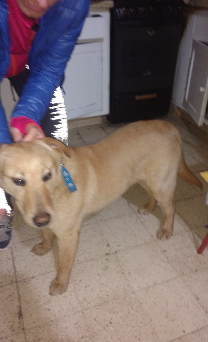 Encontre este cachorro, estoy buscando el dueño. Si alguien sabe algo q me hable al privado