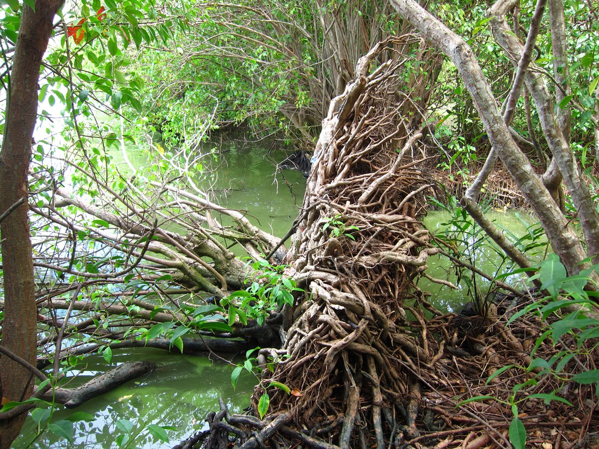 QuestionShrimp's tweet image. Tilted Excoecaria agallocha // Maja Jonsson // Sri Lanka