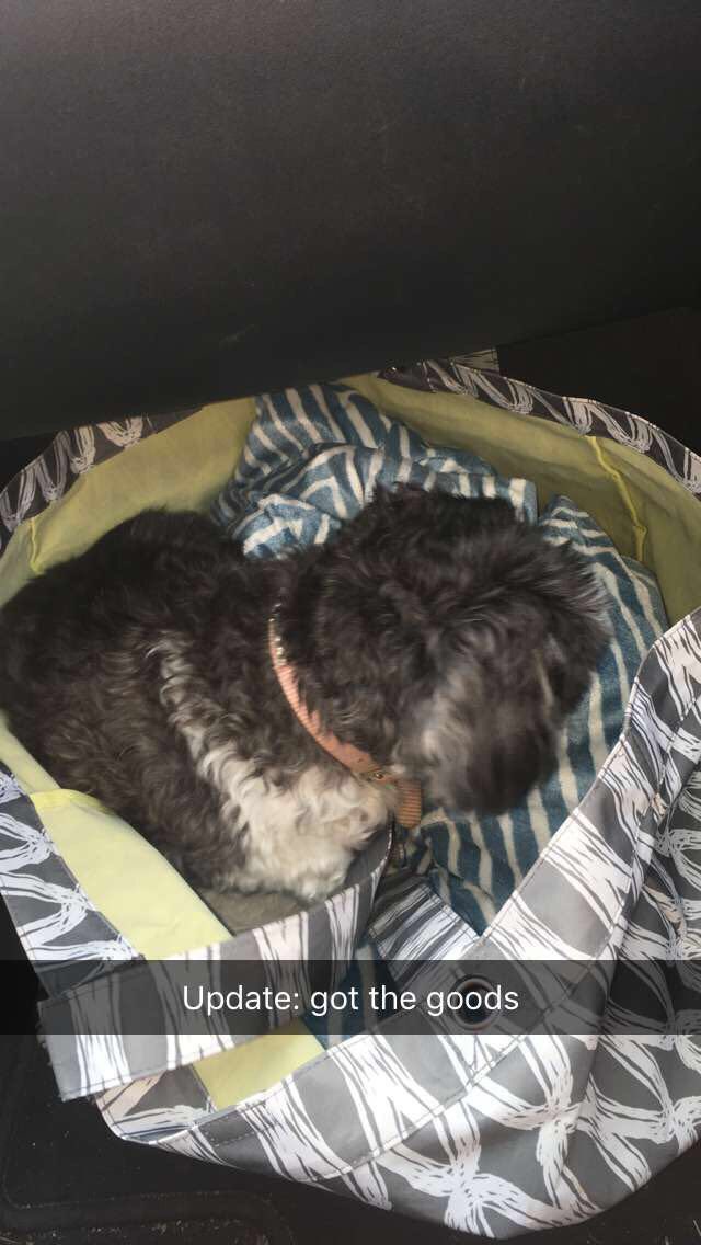 macknzrogers's tweet photo. Grams was sad because she's too sick for the doctors to release her, and all she wanted was her dog. Luckily, I found a way to fix that. https://t.co/7AJHVrOiba