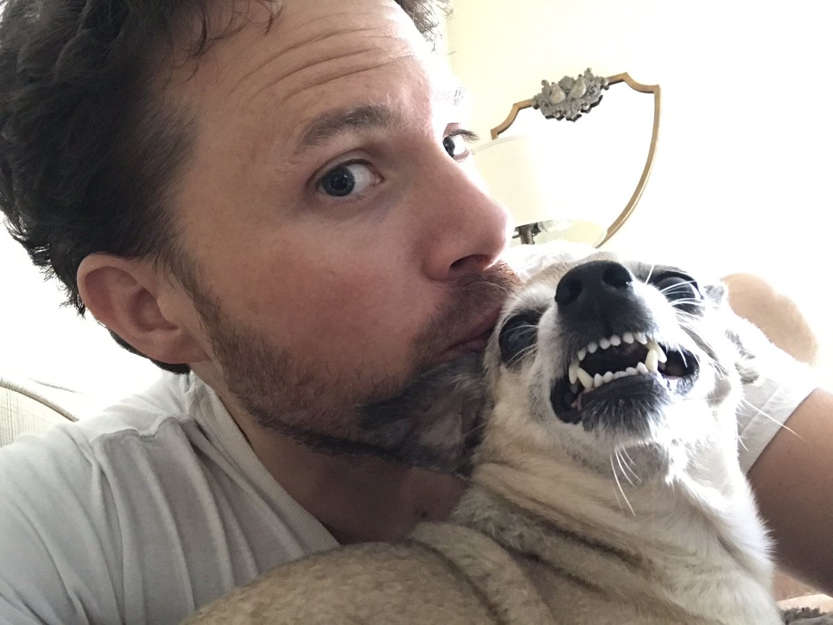 AaronMento's tweet photo. He loves getting kisses. #chihuahua #secondsbeforedisaster https://t.co/azP89eWM2y