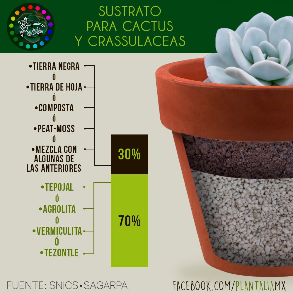 Existen diversas mezclas de sustratos exclusivas para #cactus y  #suculentas. Aqu uno recomendado por especialistas.  #Sustrato