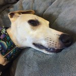 Photo by Smiling Hounds (@CheekyWhippets)