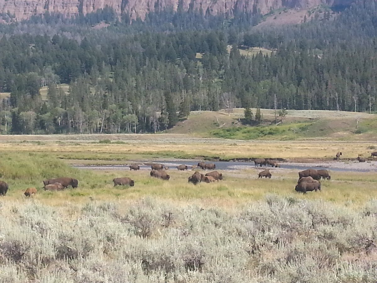 PalladinoP11's tweet image. Leaving #yellowstone after 3 great days finally yielded the herds of bison #toomanytocount #2alaska #meandmom
