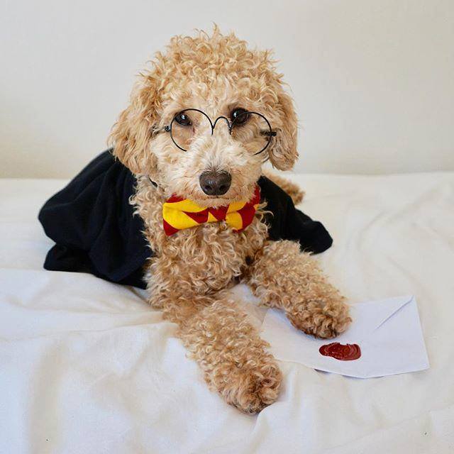 Is being adorable a new spell we didn\t know about? Happy birthday, Harry Potter!   via  