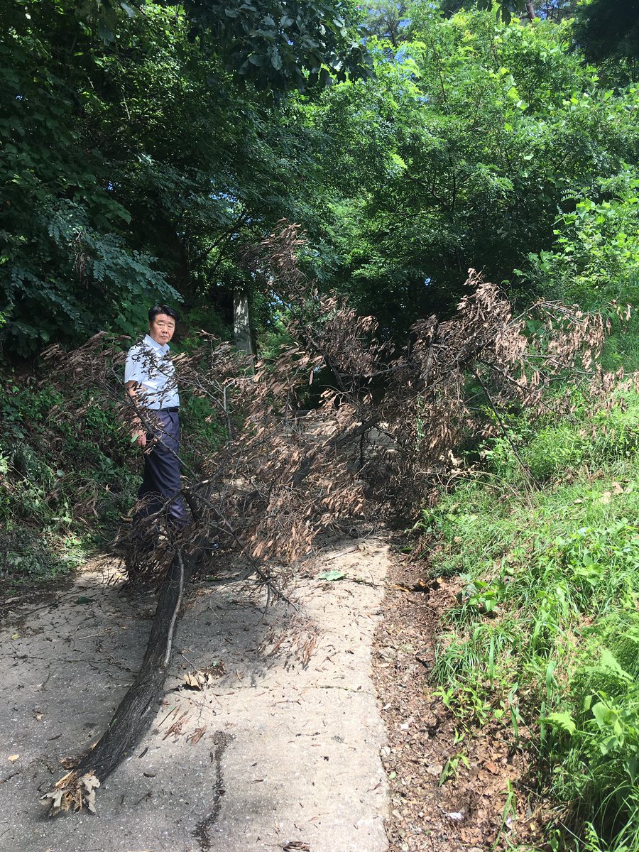 #성남시 수정구 엄뫼골로에 부러져 떨어질 위험이 있는 큰나뭇가지를 #신촌동 주민센터 직원들이 정비하였습니다 풍수해로 인한 사고 방지를 위해 폭염에도 #성남시 공무원은 합니다