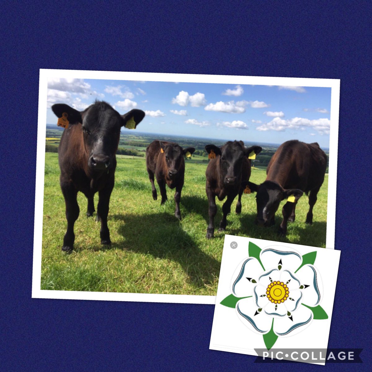 Happy #YorkshireDay - Proud &amp; blessed to love in such a beautiful county #YorkshireDay2017 #wagyu  #proud #1August #countryside <a href="/local_food/">Deliciously Yorkshire</a>