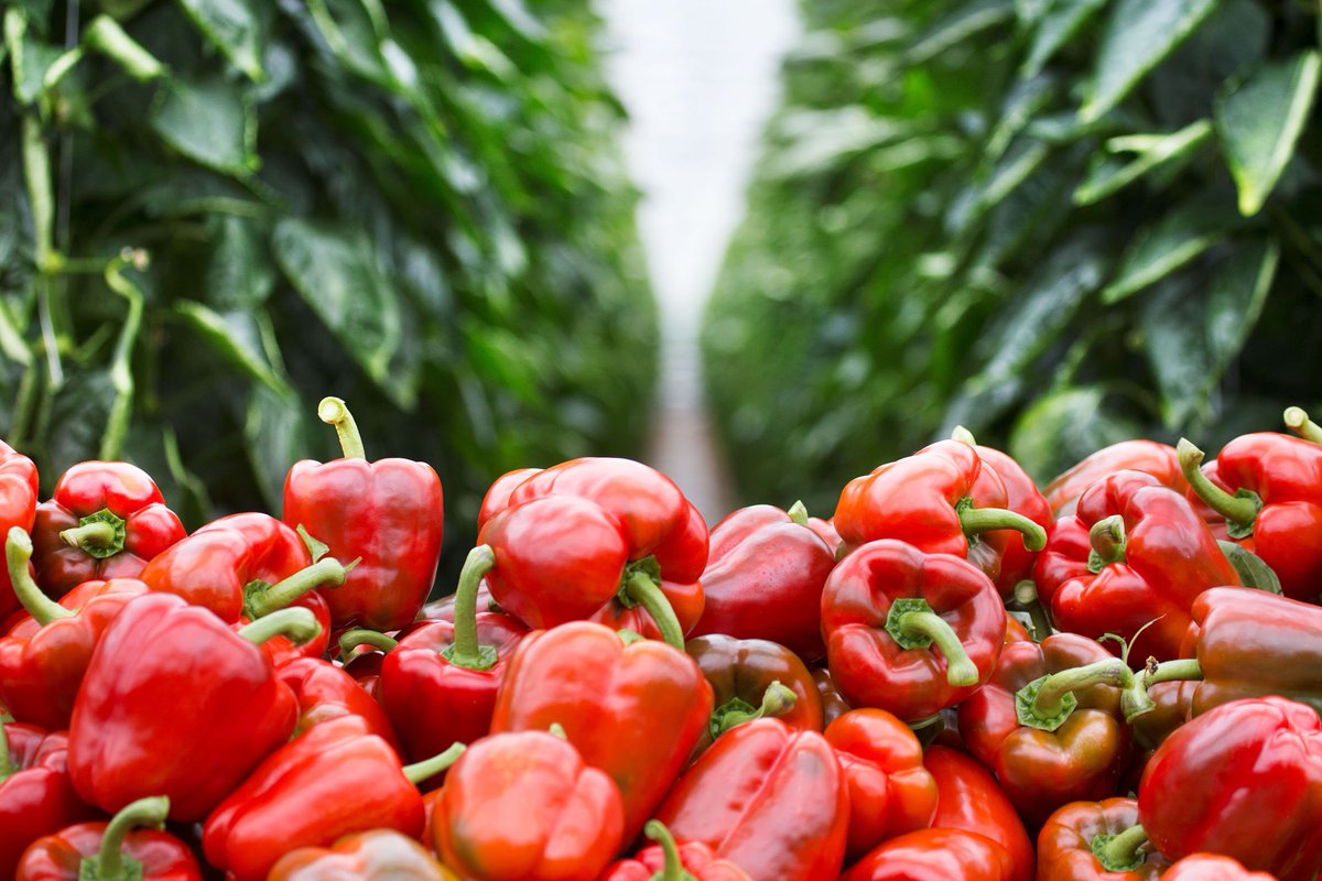 NL tuinders &amp; boeren laagste milieu-impact ter wereld: per kilo product kleinste voetafdruk nos.nl/artikel/218592… <a href="/NLTopsectoren/">Topsectoren NL</a> <a href="/ABNAMRO/">ABN AMRO</a>