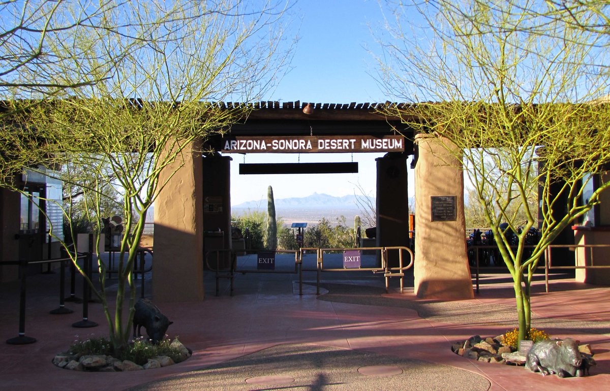 usacarshire's tweet photo. #ArizonaSonora #DesertMuseum #museum #zoo #aquarium #botanicalgarden #publisher #artgallery in #PimaCounty #Arizona #USA https://t.co/p3TIAHe72d
