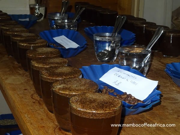 MamboCoffAfrica's tweet photo. This morning on our table we are cupping coffees from #Mahilo #Kalinzi #Kitumablo #Kilimanjaro conventional & Arabica with @TriBeCa_Coffee https://t.co/Dn2xsQkSCY