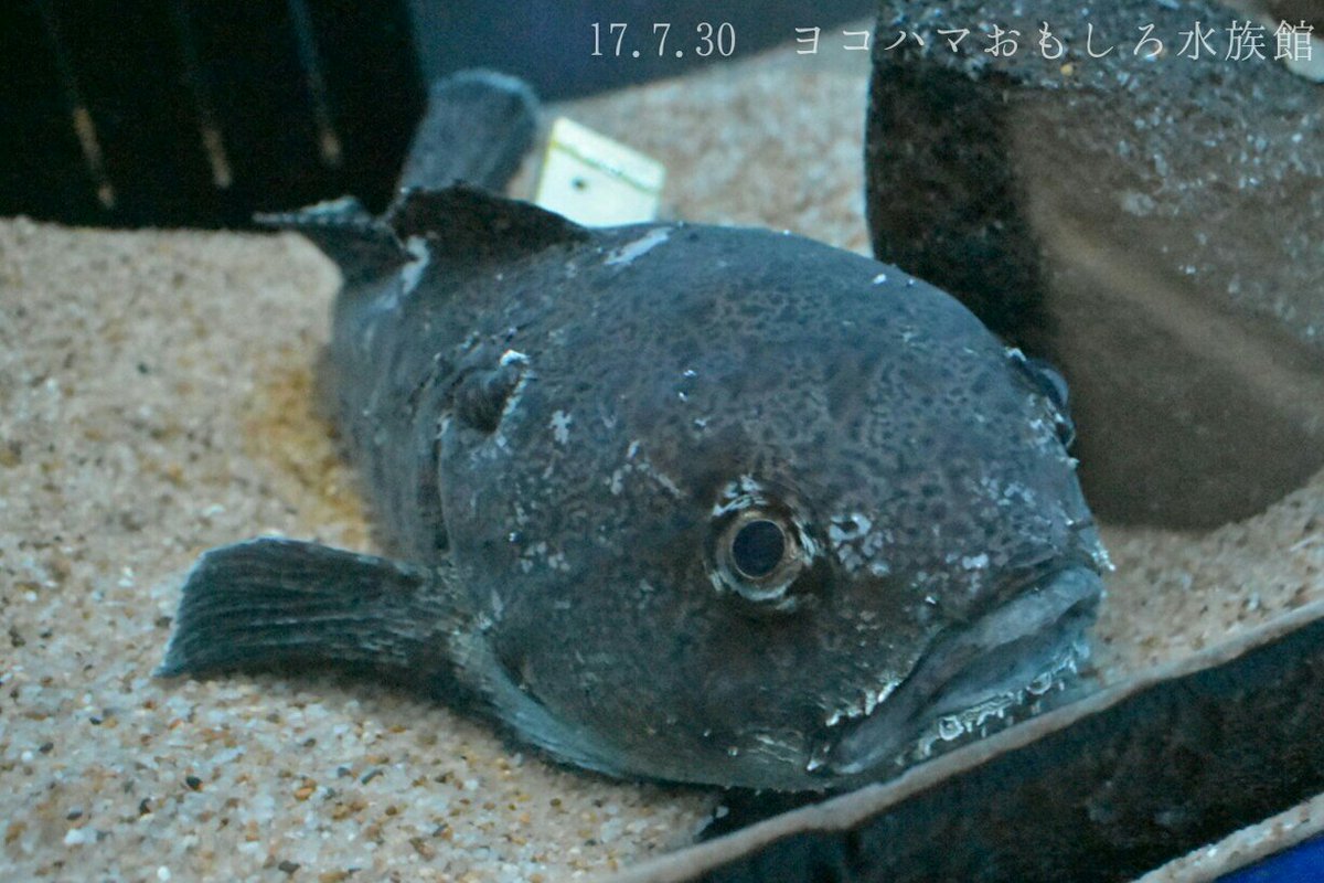 日本の海水魚bot No Twitter アカドンコ ウラナイカジカ科 レア度 自 水 頭でっかちな体型と柔らかい皮膚が特徴の深海魚 鈍い動きに似合わず肉食で 自分と同程度の魚が胃袋に入っていることもある 見た目に反して鍋物などにして美味しい T Co