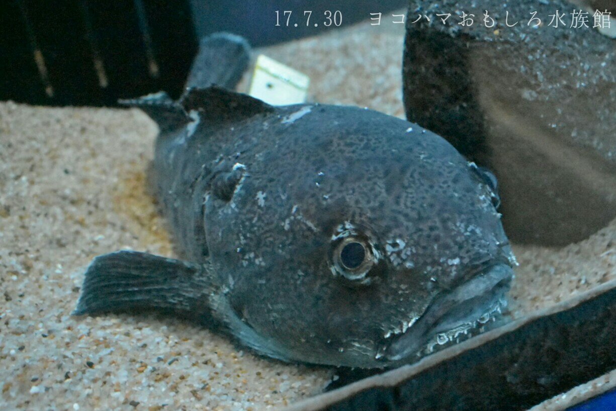 日本の海水魚bot No Twitter アカドンコ ウラナイカジカ科 レア度 自 水 頭でっかちな体型と柔らかい皮膚が特徴の深海魚 鈍い動きに似合わず肉食で 自分と同程度の魚が胃袋に入っている 日本の海水魚bot No Twitter アカドンコ ウラナイカジカ科 レア度 自 水 頭でっかちな体型と柔らかい皮膚が特徴の深海魚 鈍い動きに似合わず肉食で 自分と同程度の魚が胃袋に入っている