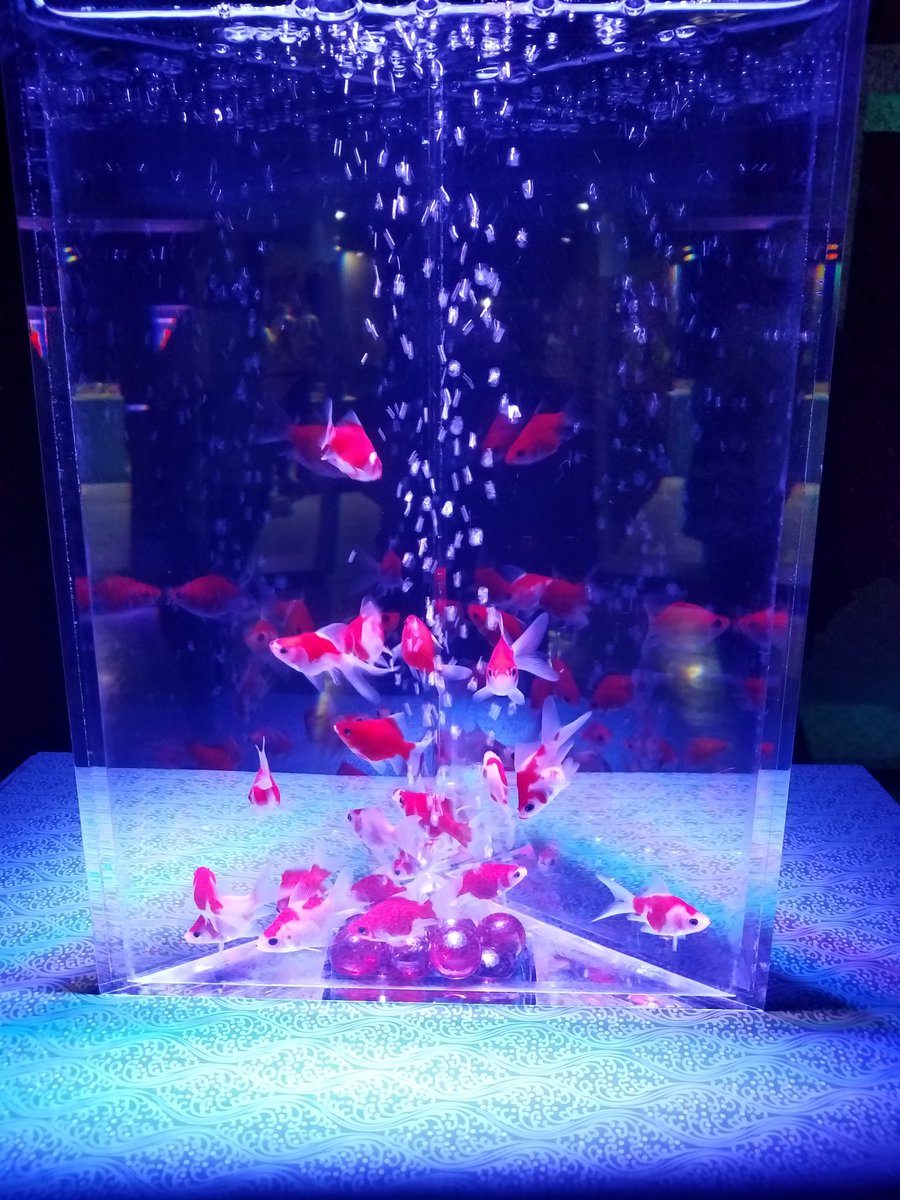 nanaluna19's tweet photo. 京セラドームでやってるアクアリウム展癒されます❤ https://t.co/Ls2URdHrF5