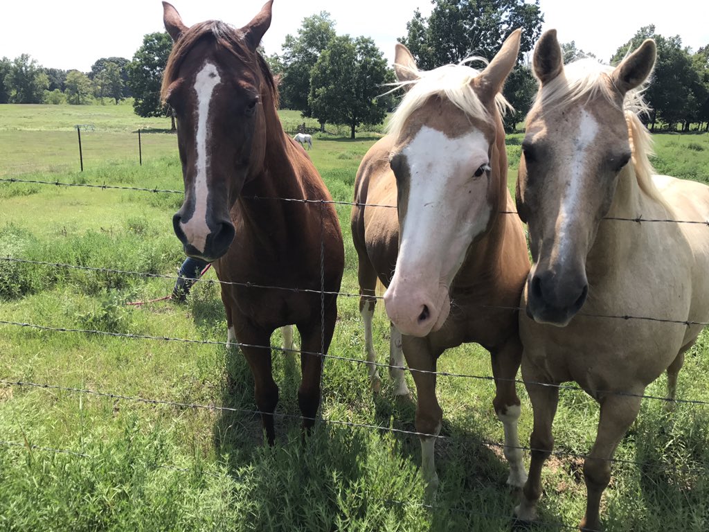 BaileyRGW123's tweet photo. Here is my crew .. only missing one willow where are you at 😂 https://t.co/A3QnzVbZZn