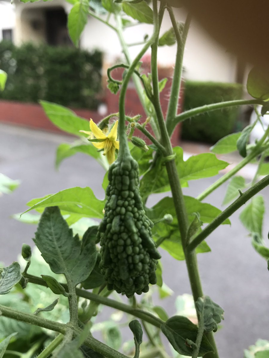 texture_hiro's tweet image. ゴーヤくん…チャンプルまで育ってね〜🙏