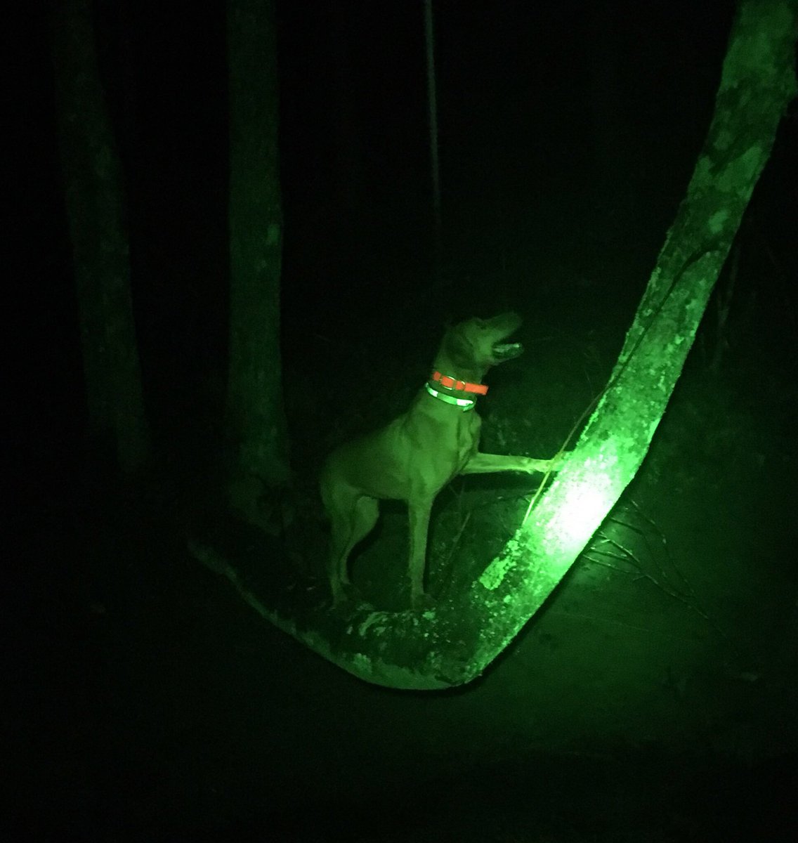 jwbtenn's tweet photo. @NWTF_official @LiveLoveHunt Holley my 4 year old #TimberChopper Redbone https://t.co/fEb0ESfHyh