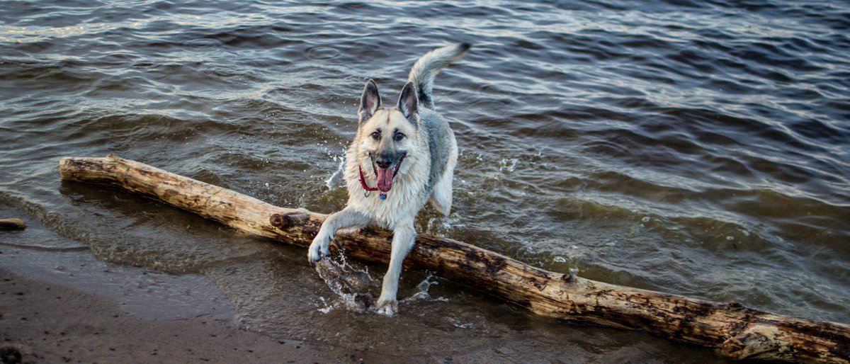 GSDXander's tweet photo. @MN_Spinone Someone has to keep all the sticks out of @LakeSuperior. https://t.co/UR2bn9PxtG