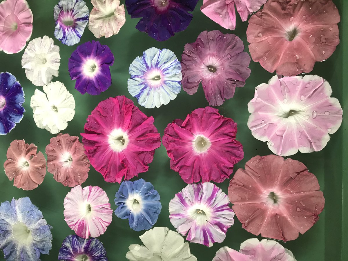 花ひばち 優しい繋がりに感謝 Twitter પર アサガオ 朝顔 Twittea写真は夏の風物 涼しさを呼ぶ花 朝顔です 日本で最も発達した古典園芸植物のひとつです Uｐ写真は同好会の仲間がキズ花を持ち寄り 練り舟に水を入れ 花を浮かべたオリジナル作品です 花