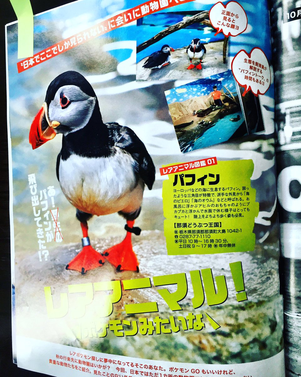 ニシツノメドリ けものフレンズ Twitter Sogning