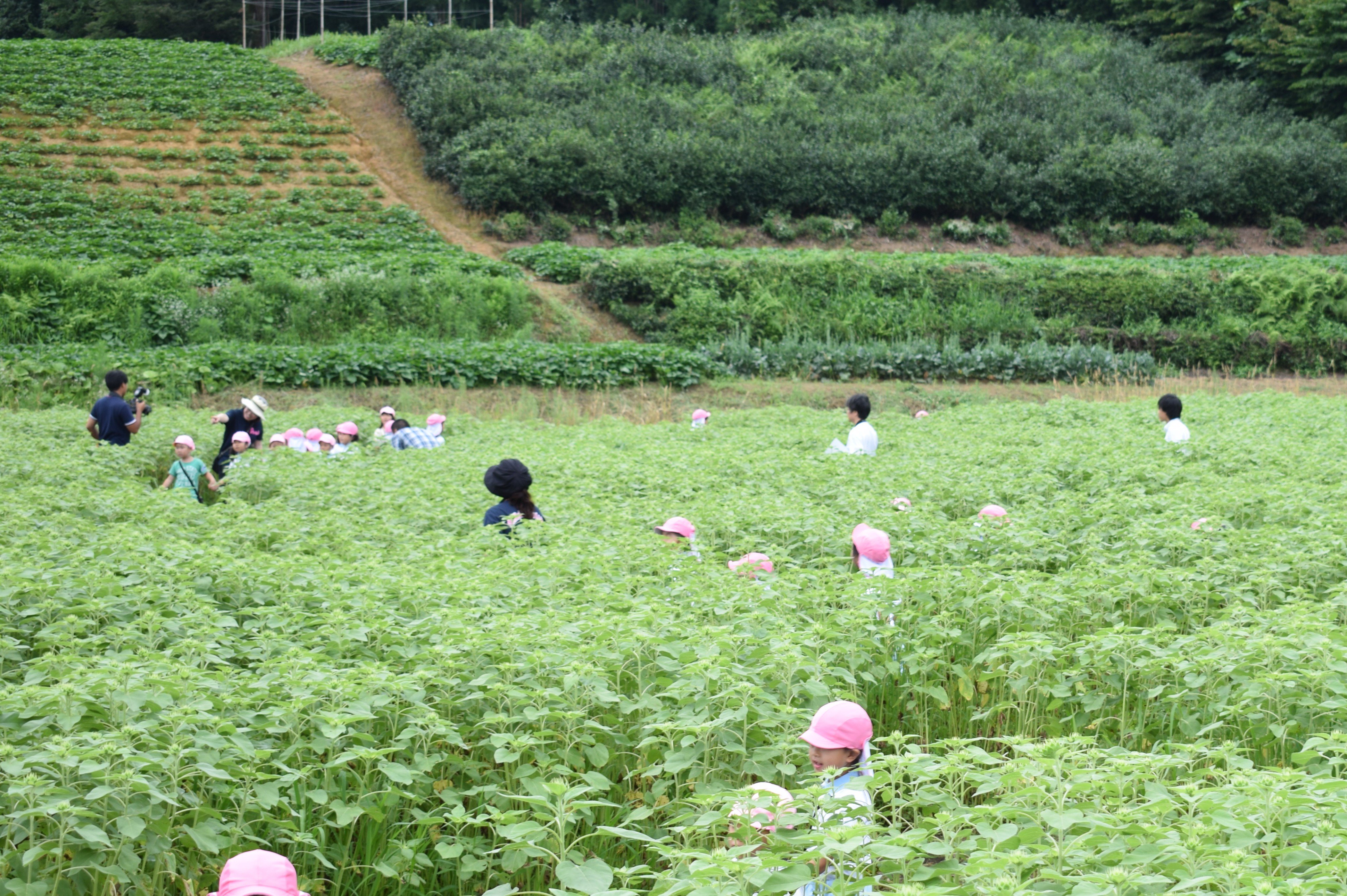 富山県立大学 ひまわり迷路が開園しました 本日 太閤山あおい園の園児をお招きして ひまわり迷路の開園式を行いました 今年の迷路のデザインはビーチパラソル ひまわりの生育が遅れており 満開のひまわり畑まではもう少し時間がかかりそうですが