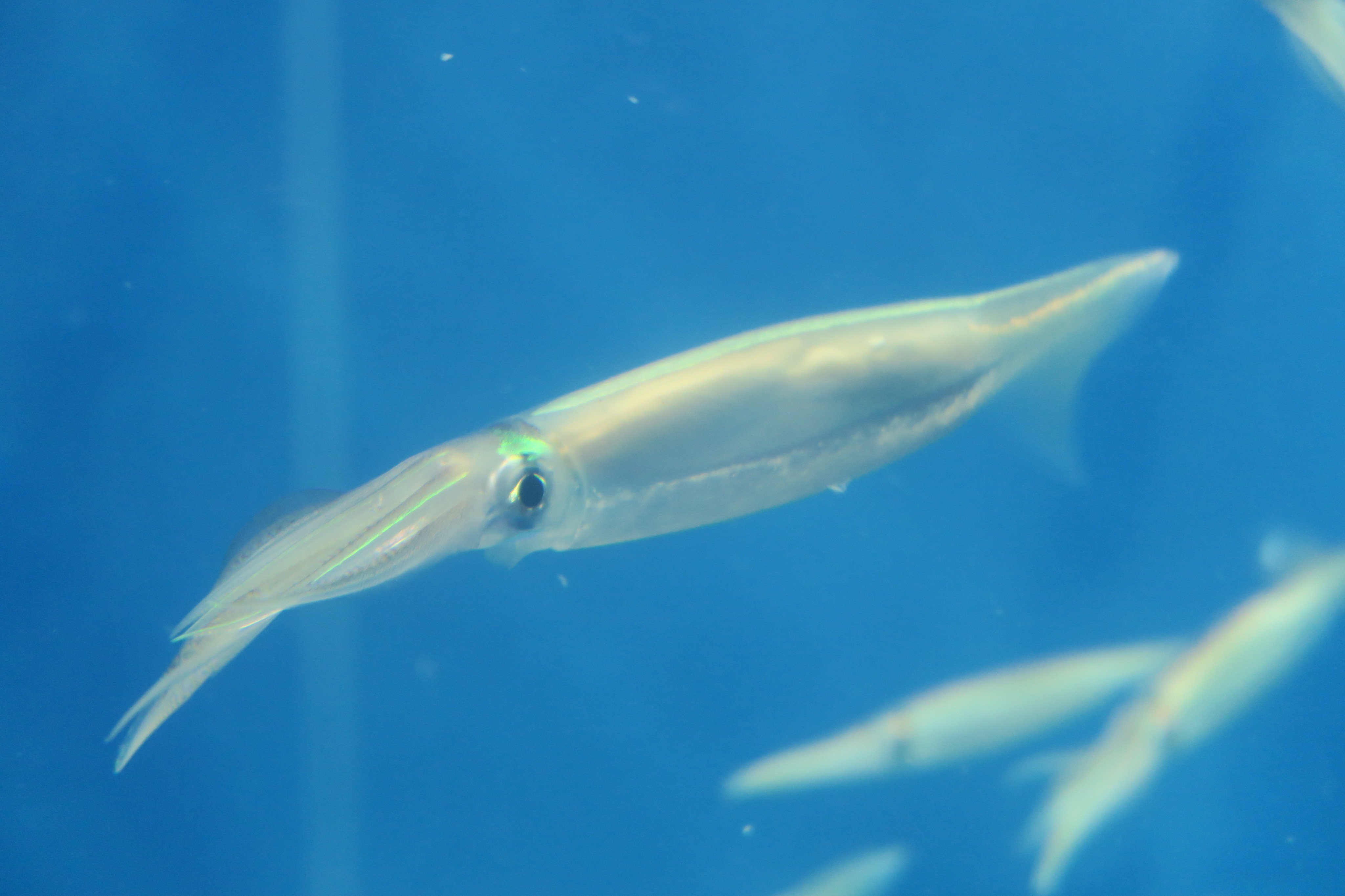青森県営浅虫水族館 今日の浅虫は 良いお天気 空には 浅虫水族館特製の いるかのぼり が気持ち良さそうに泳いでいます イルカとクマノミとダイオウイカ ではなく スルメイカ です 水族館内では スルメイカの群泳展示 を行っています 8月
