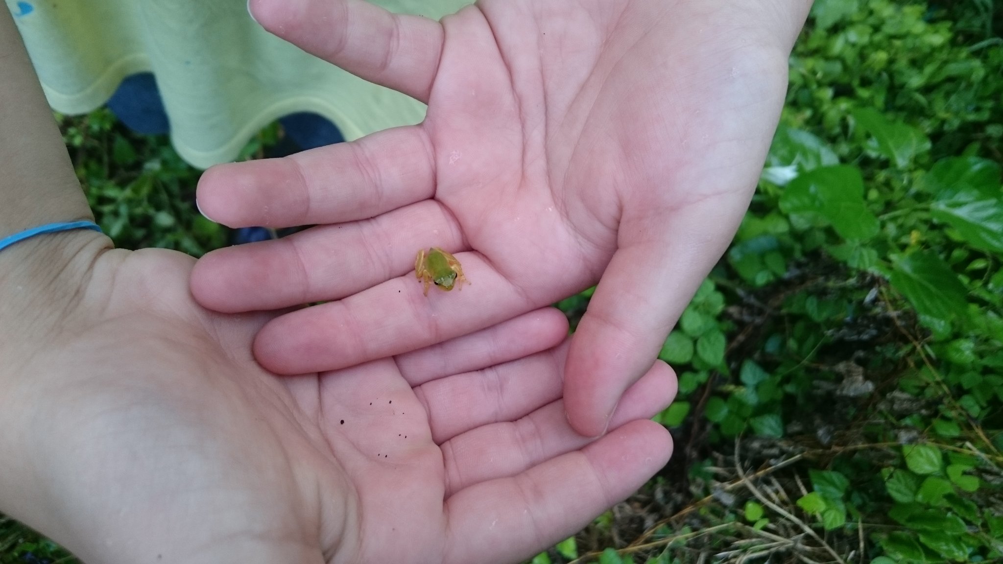 鎌と鍬と麦 見て見て小さいカエル と見せてくれたカエルは確かにいつも見るアマガエルよりかなり小さい 子供の手の中でかわいく座ってる T Co Xomx0attm7 Twitter