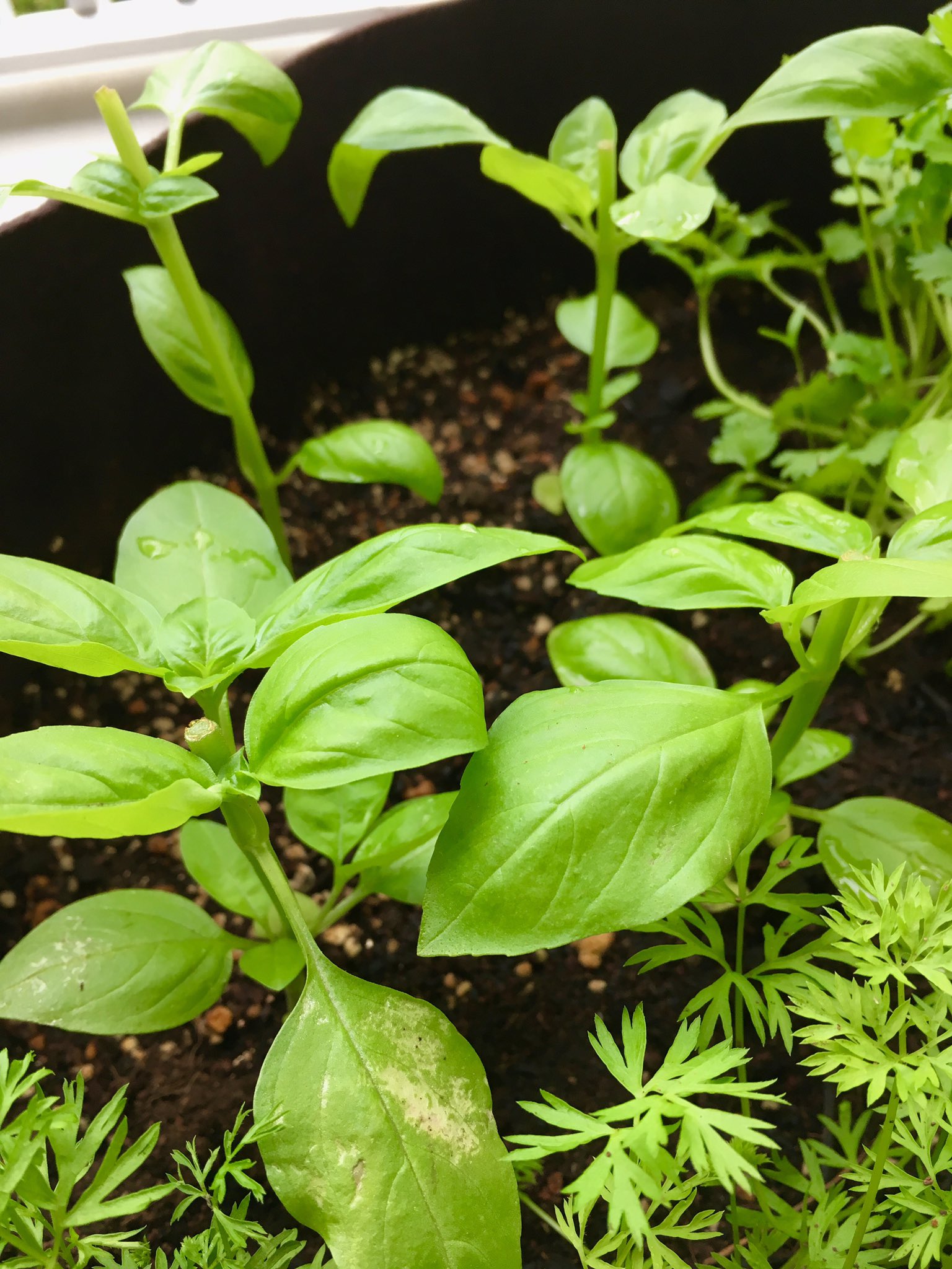 土偶みどり バジルの芽が出て1カ月 ぐんぐん伸びたので葉を増やす為上の方を切りました 摘心した葉は早速ピザに乗せて楽しみました 残りはお部屋に飾ったよ そのうち食べるけど 今度はモッツァレラ買ってきて 本格的なマルゲリータを作りたいな