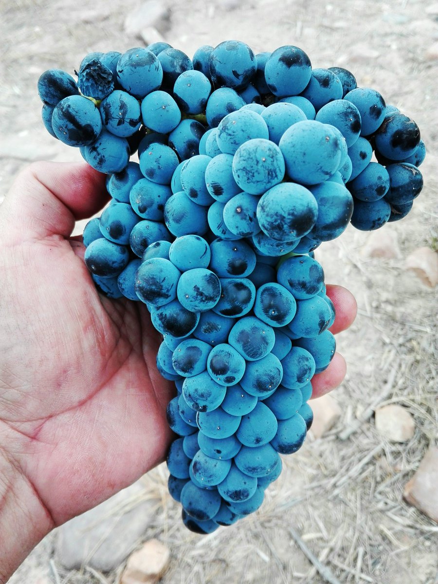 Racimo de uvas a primeros de agosto