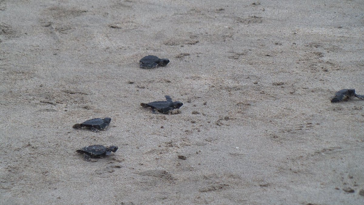 Kathmanduguide's tweet photo. Save Sea Turtles and Teach Kids in Primary Schools in Bali https://t.co/EbDkrJeMAk https://t.co/pilbmw85WK