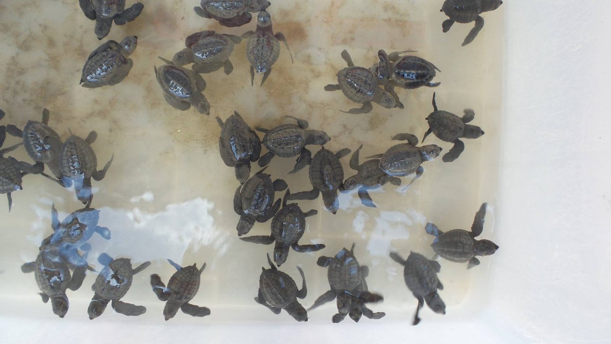 Kathmanduguide's tweet photo. Save Sea Turtles and Teach Kids in Primary Schools in Bali https://t.co/EbDkrJeMAk https://t.co/pilbmw85WK