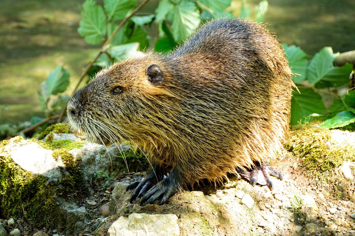 Beavers can help fish bit.ly/2u8C969!